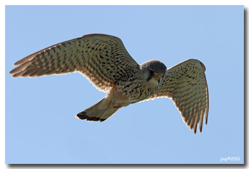 Common Kestrel