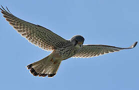 Common Kestrel