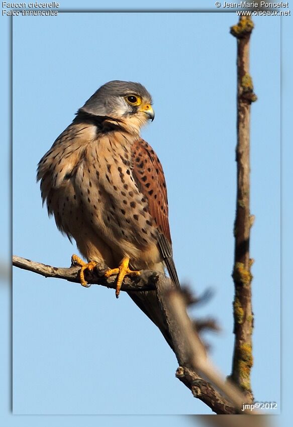 Common Kestrel