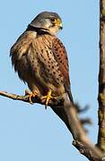 Common Kestrel