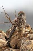 Common Kestrel