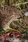 Common Kestrel