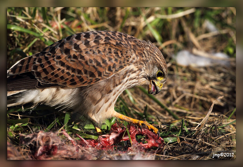 Common Kestrel