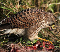 Common Kestrel