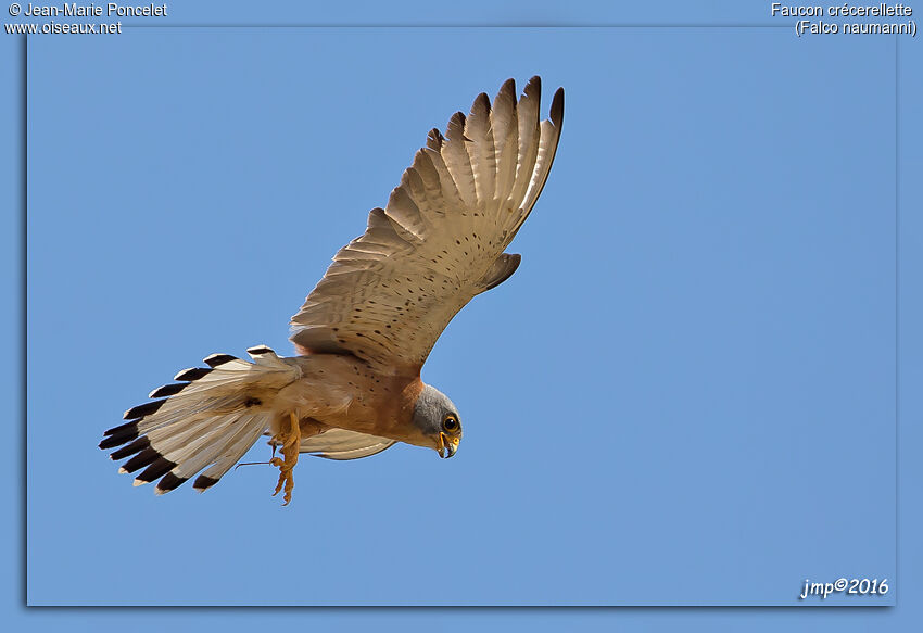 Lesser Kestrel