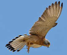 Lesser Kestrel