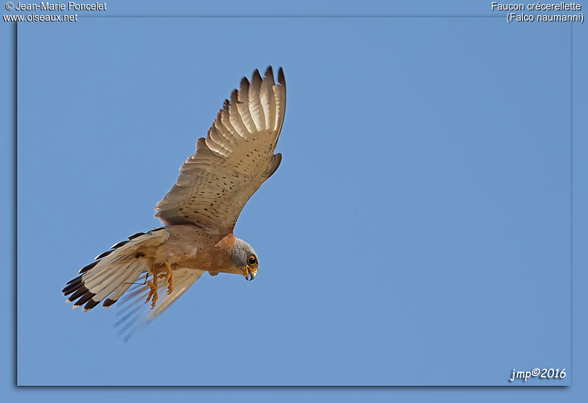 Lesser Kestrel