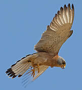 Lesser Kestrel