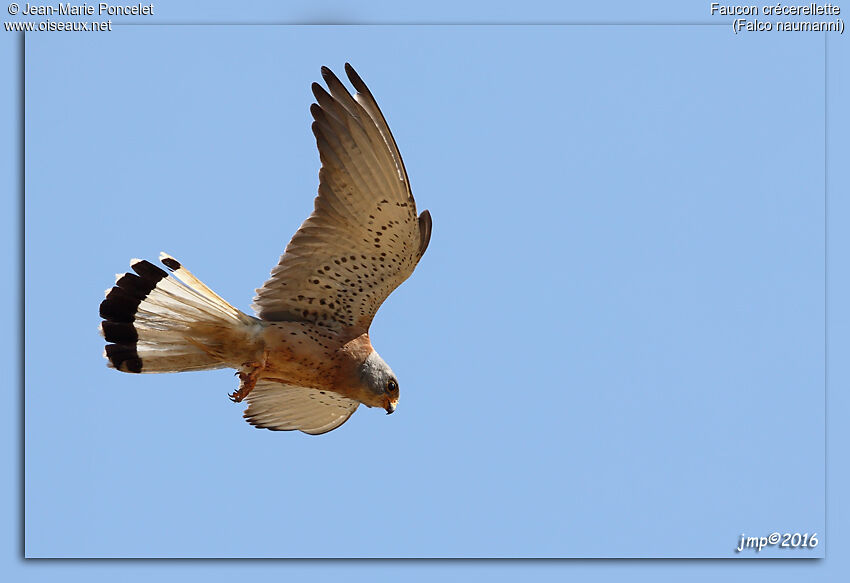 Lesser Kestrel