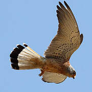 Lesser Kestrel