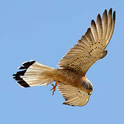 Lesser Kestrel