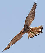 Lesser Kestrel