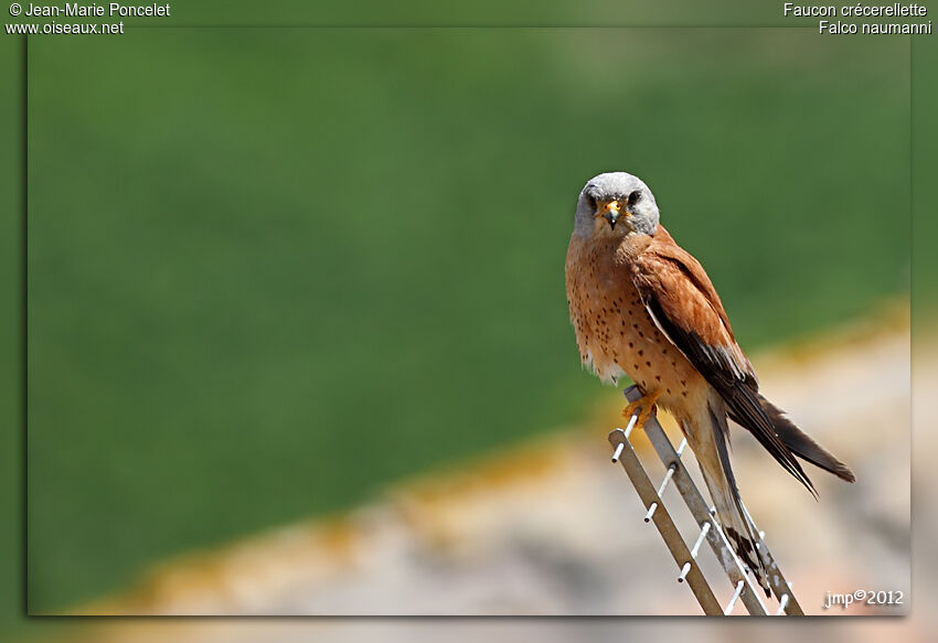 Lesser Kestrel