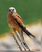 Lesser Kestrel