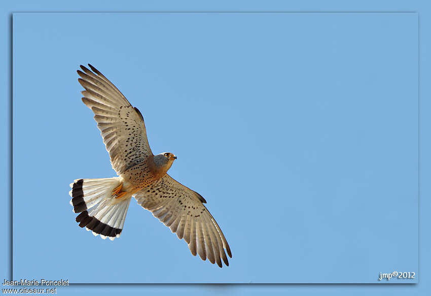 Lesser Kestrel male adult breeding, Flight