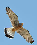 Lesser Kestrel