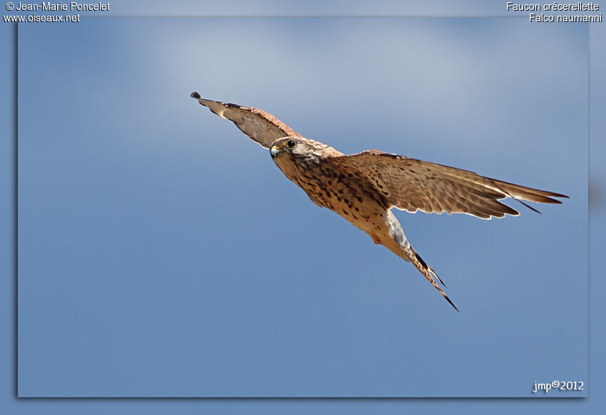 Lesser Kestrel