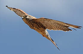 Lesser Kestrel