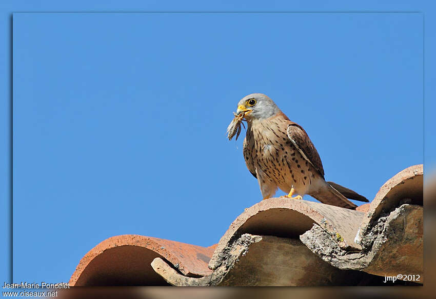 Faucon crécerellette mâle adulte, habitat, régime