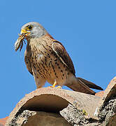 Lesser Kestrel