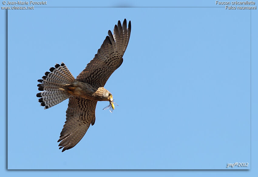 Lesser Kestrel