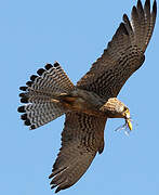 Lesser Kestrel