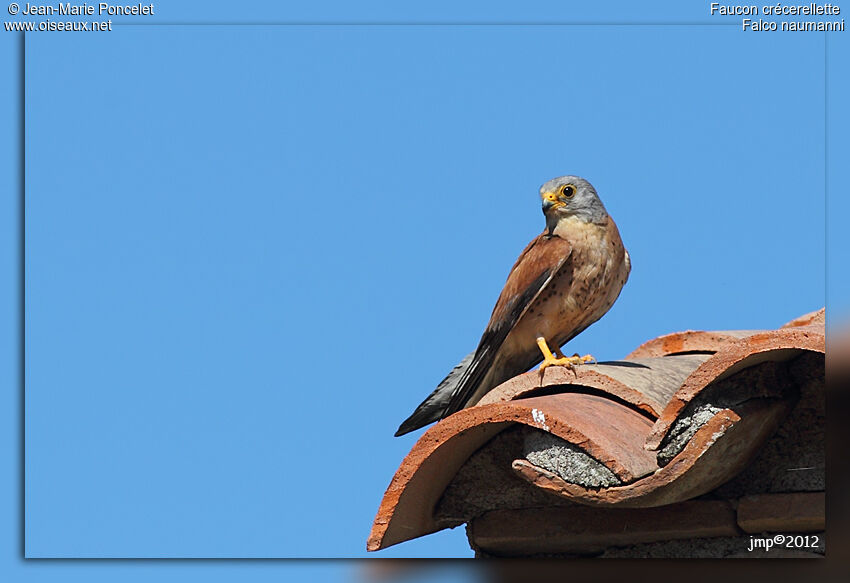 Lesser Kestrel