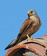 Lesser Kestrel