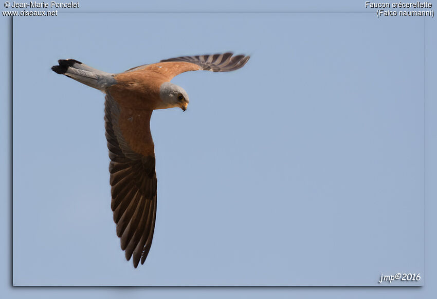 Lesser Kestrel