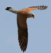 Lesser Kestrel