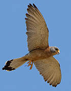 Lesser Kestrel