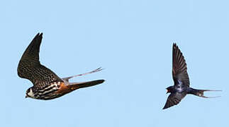 Eurasian Hobby