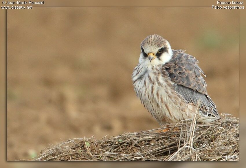 Red-footed Falconjuvenile