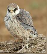 Red-footed Falcon