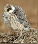 Red-footed Falcon