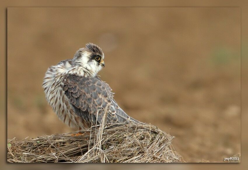 Red-footed Falconjuvenile