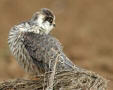 Red-footed Falcon