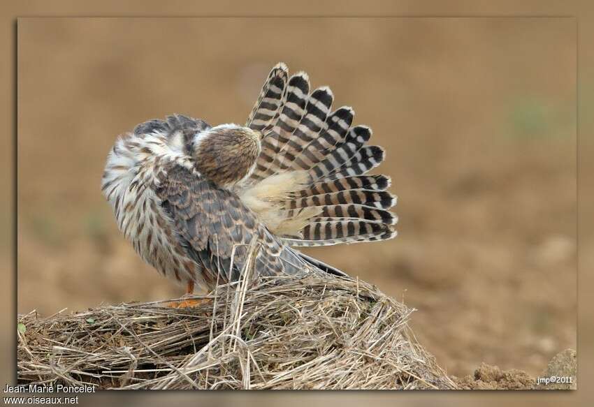 Red-footed Falconjuvenile, aspect, pigmentation