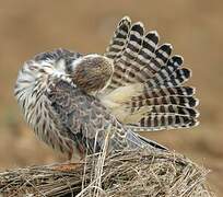 Red-footed Falcon