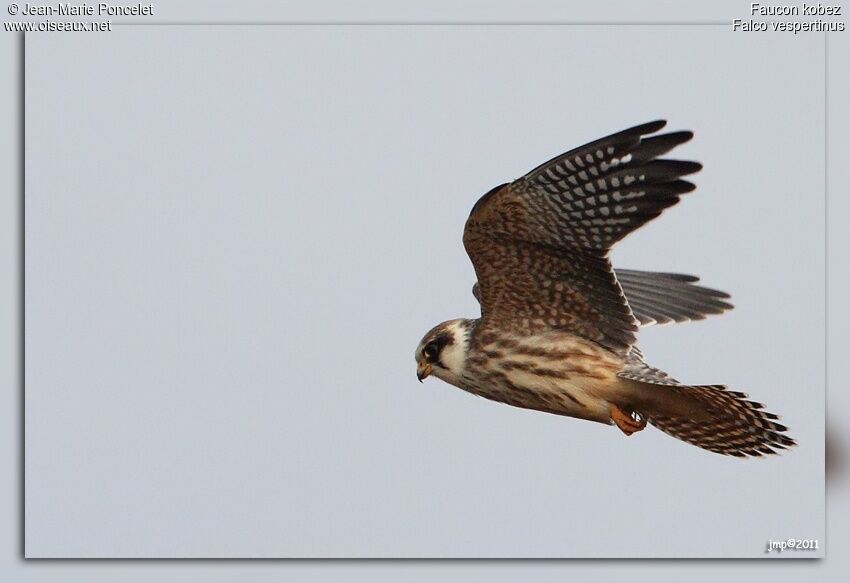 Red-footed Falconjuvenile