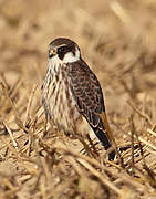 Red-footed Falcon