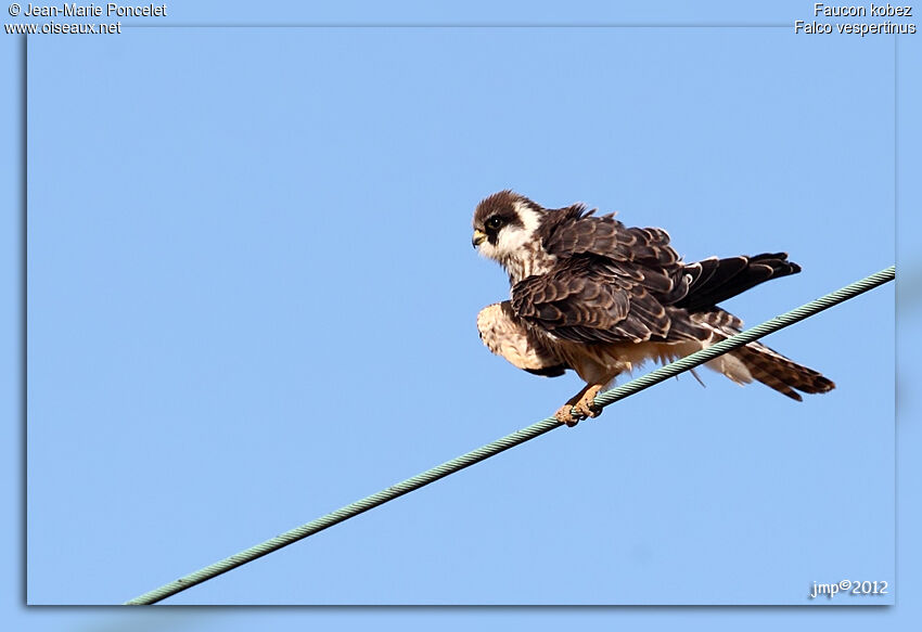 Red-footed FalconFirst year