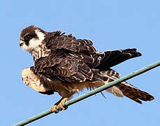 Red-footed Falcon