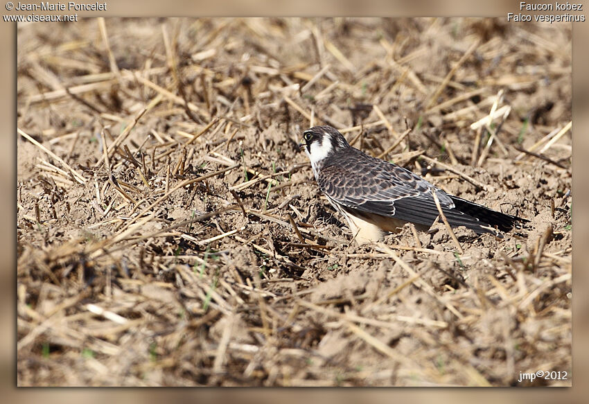 Red-footed FalconFirst year