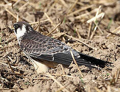 Red-footed Falcon