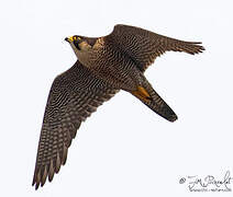 Peregrine Falcon