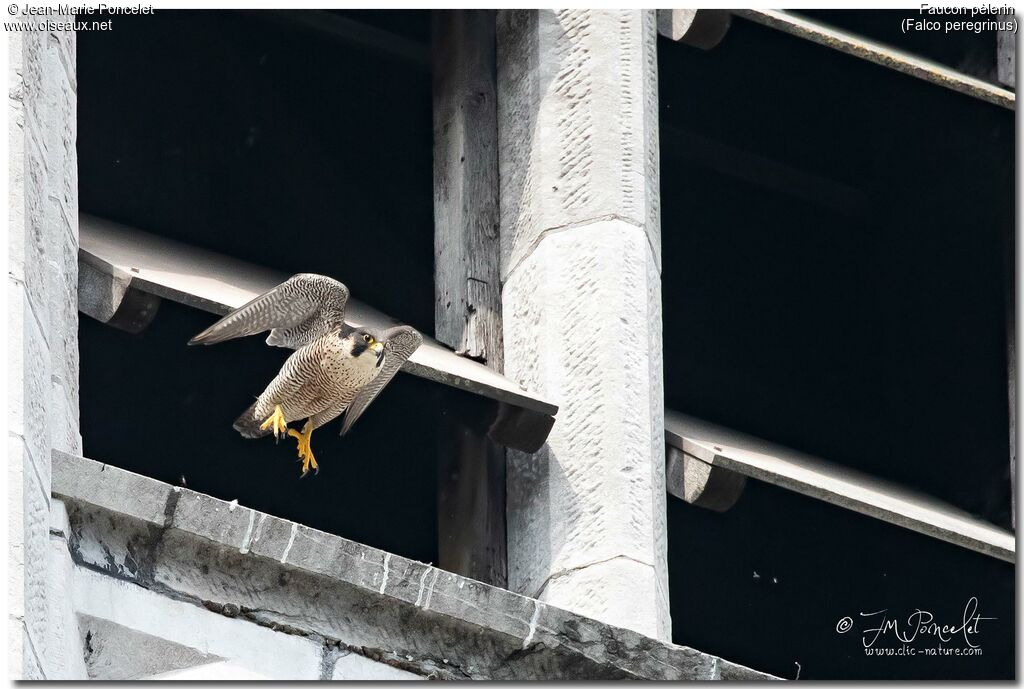 Peregrine Falcon