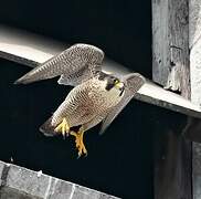 Peregrine Falcon