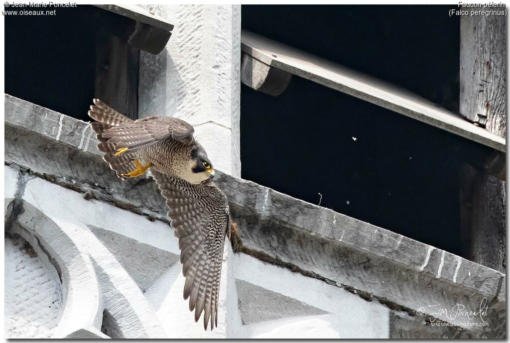 Peregrine Falcon