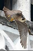 Peregrine Falcon